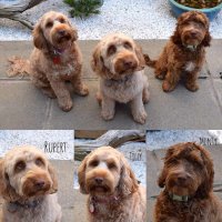Rupert, Tilly & Monty Cockapoos